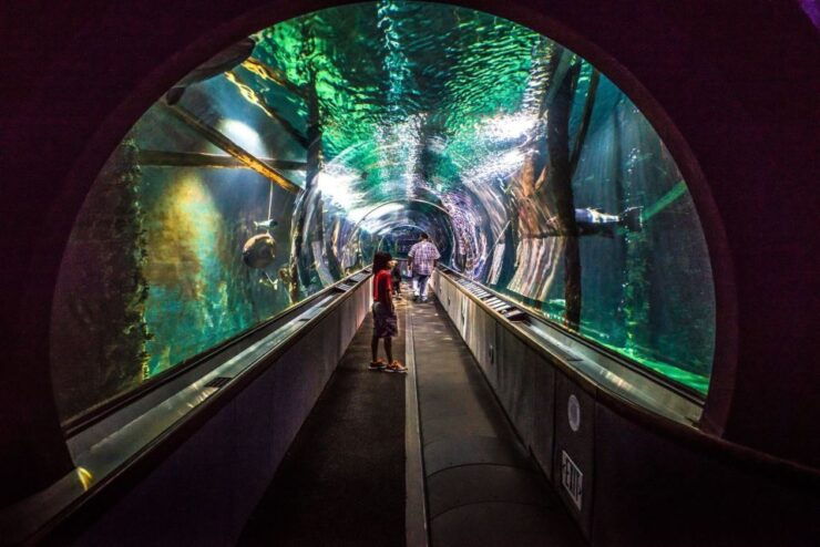 Aquarium of the Bay VIP Tour - VIP Tour Experience