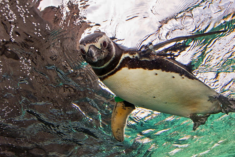 Aquarium of the Pacific Ticket in California - Jelly Dreamscapes and the frog exhibit
