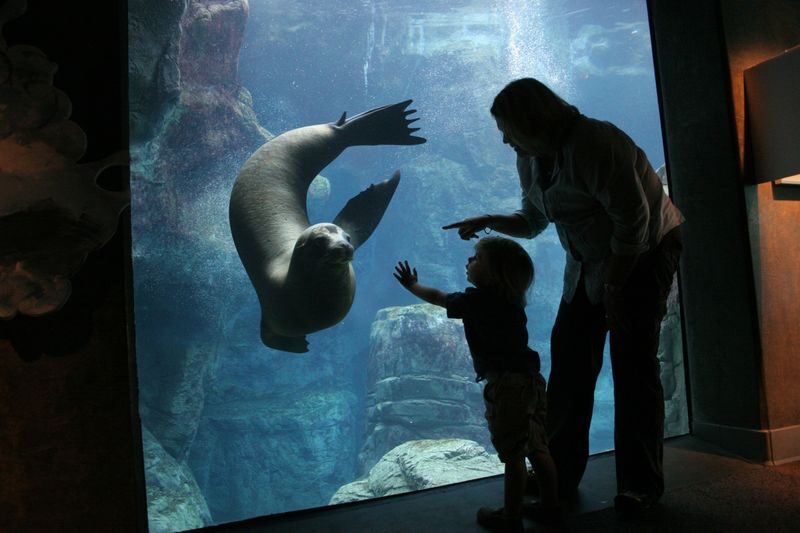 Aquarium of the Pacific Ticket in California - How long to stay, and when to go