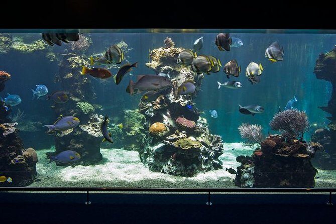 Aquarium Package in Nouméa's with Admission with Hop-on Hop-Off - In-Depth Look at the Experience