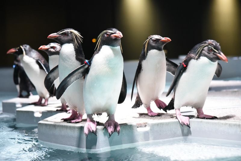AQUARIUM PARK AOAO SAPPORO (Hokkaido) - What to know before you go