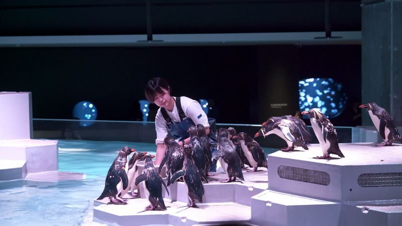 AQUARIUM PARK AOAO SAPPORO (Hokkaido) - The penguins, up close