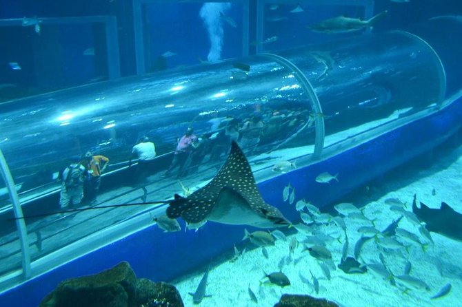 Aquarium Tour - Rio De Janeiro - Tour Highlights
