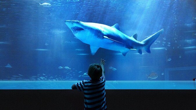 Aquarium Tour - Rio De Janeiro - Visitor Experience