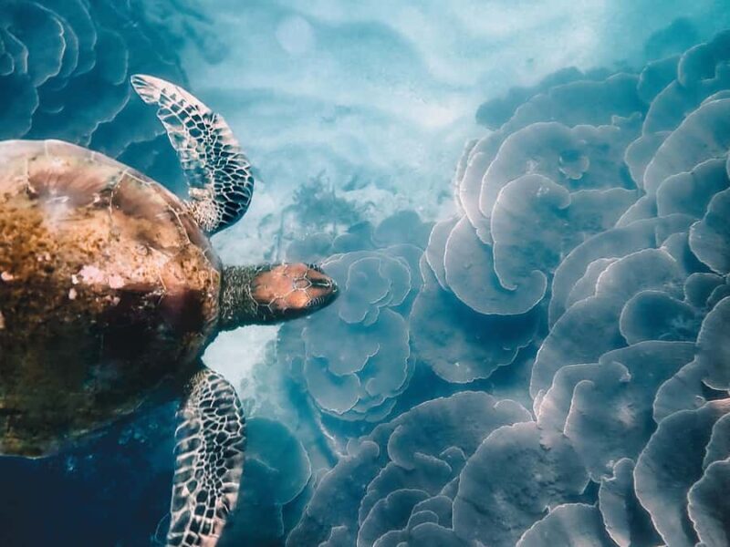 Aquascene Circumnavigation Magnetic Island Tour - Practical Tips for Travelers