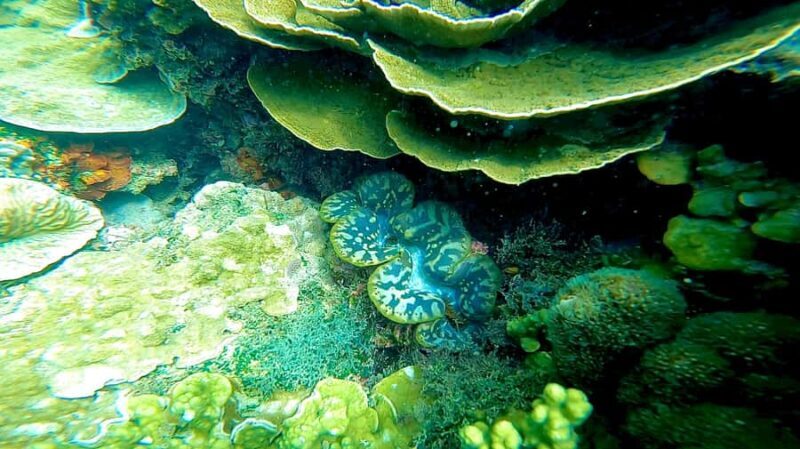 Aquascene Circumnavigation Magnetic Island Tour - Final Word