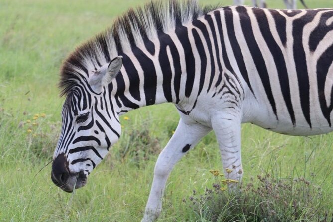 Aquila Game Reserve and Game Drive From Cape Town - End Point Information