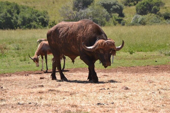 Aquila Game Reserve and Game Drive From Cape Town - Cancellation Policy Details