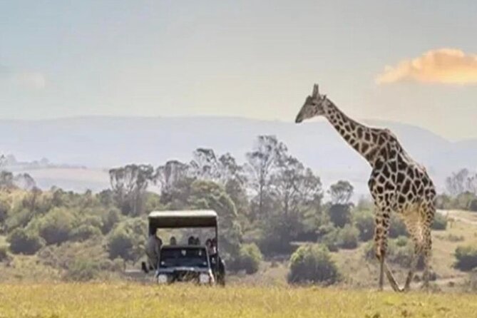 Aquila Game Reserve and Game Drive From Cape Town - Pricing and Group Rates