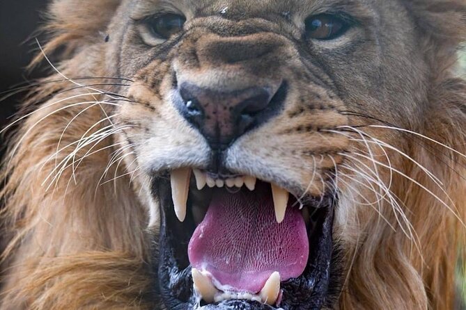 Aquila Game Reserve and Game Drive From Cape Town - Booking Process Overview