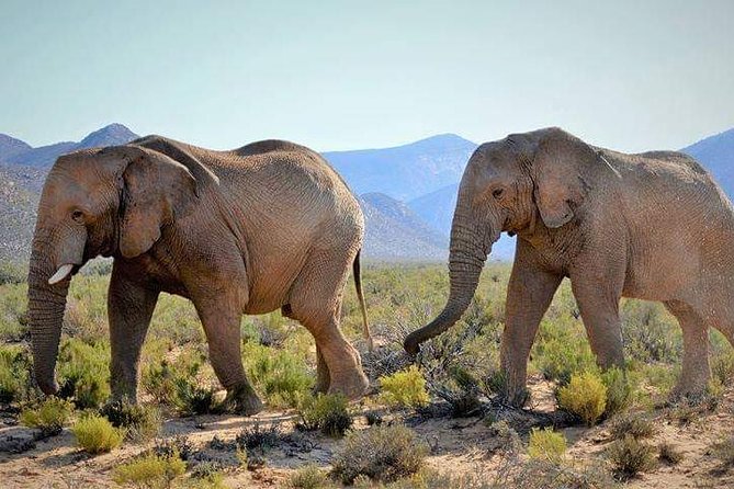 Aquila Game Reserve Cape Town Safari - Wildlife and Safari Experience