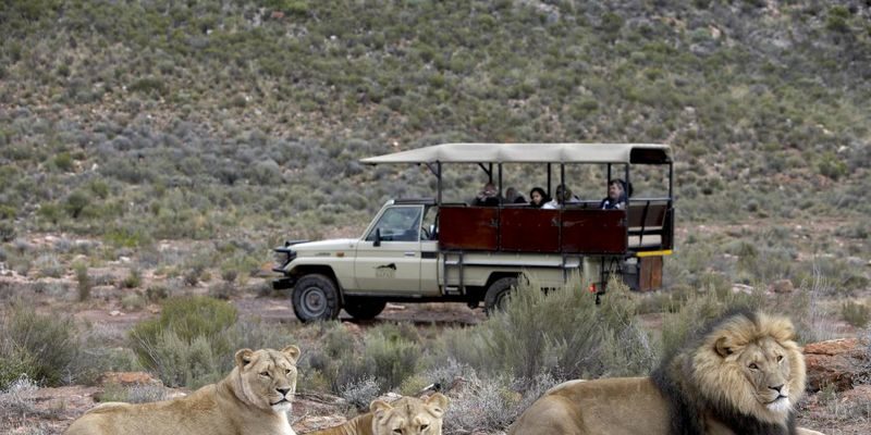 Aquila Private Game Reserve Full-Day Safari with Big Five - A full day built around Aquila