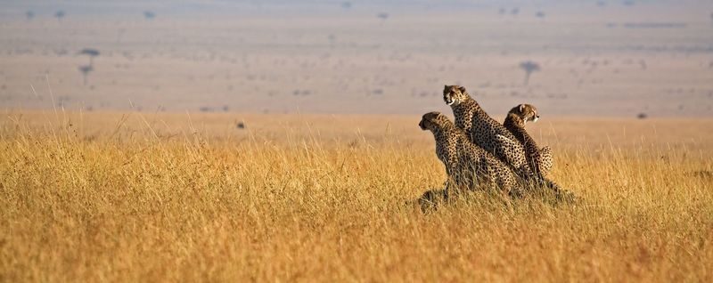 Aquila Private Game Reserve Full-Day Safari with Big Five - Is $303.15 a fair price?