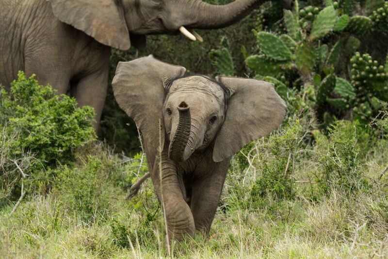 Aquila Private Game Reserve Full-Day Safari with Big Five - What the feedback can and cannot tell you