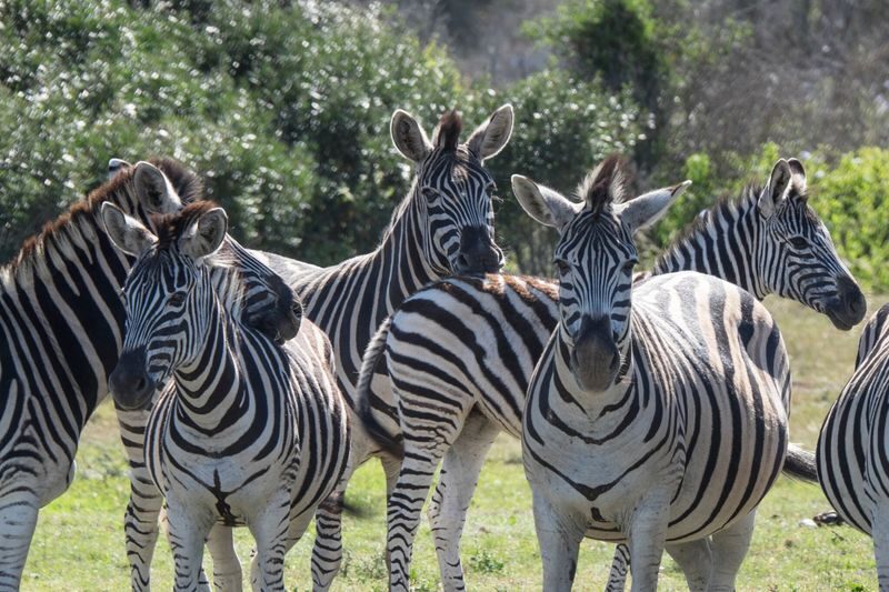 Aquila Private Game Reserve Full-Day Safari with Big Five - Who should consider this safari