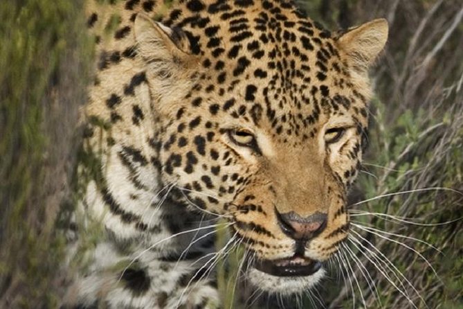 Aquila Private Game Reserve Private Safari Trip  - Cape Town - Trip Overview