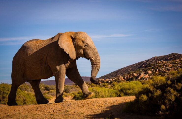 Aquila Private Game Reserve: Sunset Safari With Entry Fee - Booking and Meeting Point Instructions