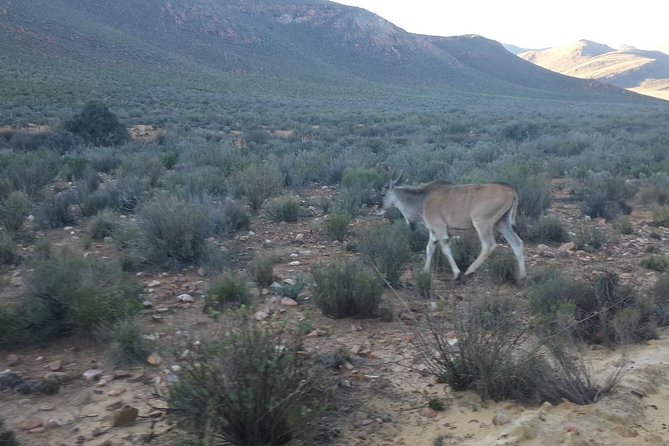 Aquila Wildlife Safari Tour - Safari Experience