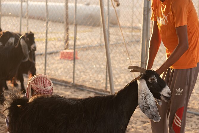 Arabian Bedouin Traditional Savvy - The Sum Up