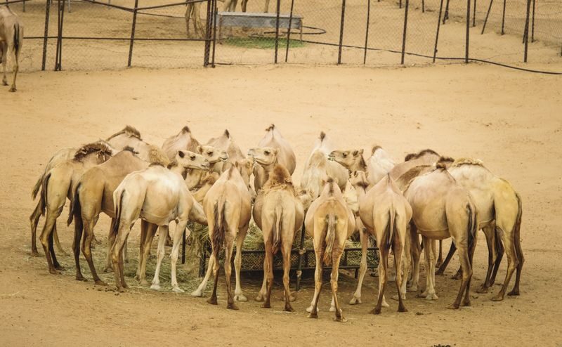 Arabian Desert 4-Hour Guided Safari Experience - What to bring and how to prepare