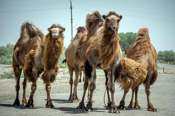 Aral Sea - Lost Paradise - Reviews: Feedback From Travelers