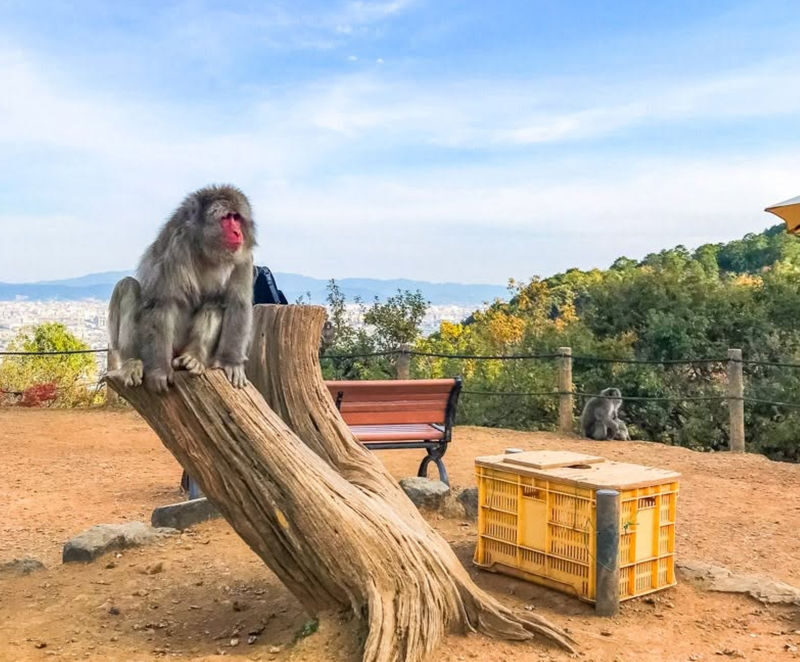 Arashiyama 3-Hour UNESCO Site & Monkey Park Tour - A three-hour route through Arashiyama