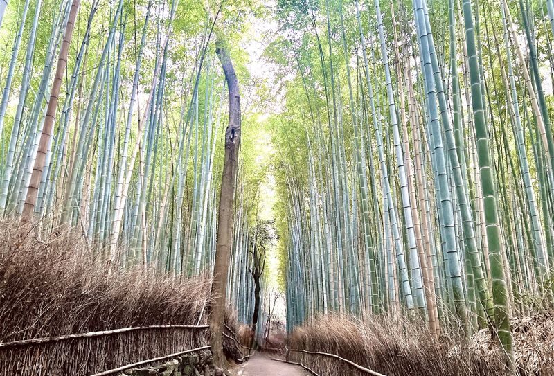 Arashiyama Bamboo Forest Half-day Temple & UNESCO site Tour - Bamboo, temple, and UNESCO heritage in one half-day