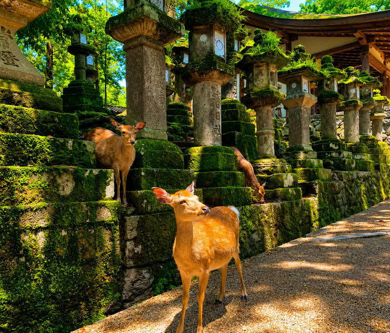 Arashiyama Bamboo Forest & Nara Park Deer & Fushimi Inari Shrine Torii Gate Day Tour (Departing from Osaka/Kyoto) - Should you book this Arashiyama, Nara and Fushimi Inari tour?