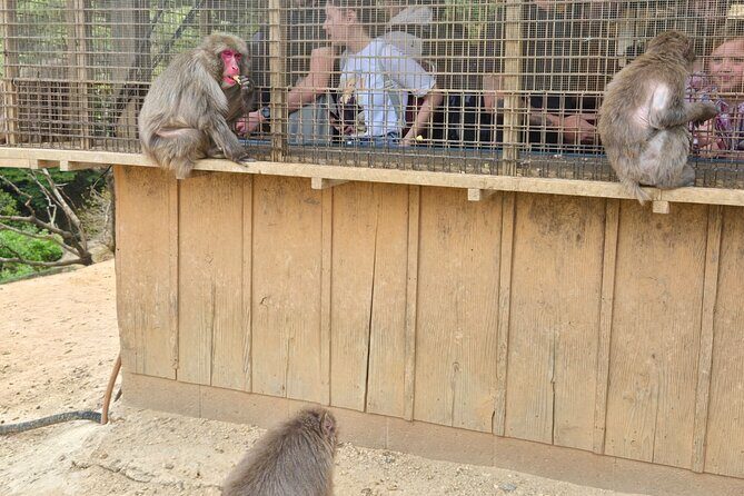 Arashiyama Half Day Tour - The Sum Up