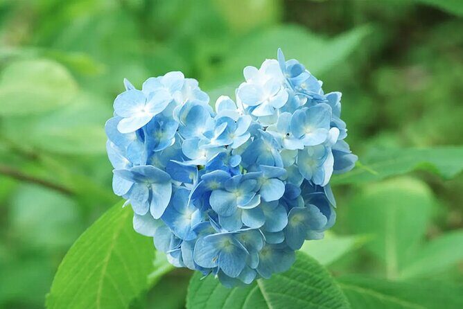 Arashiyama Sanzen-In Temple & Sagano Train Tour from Osaka - FAQ