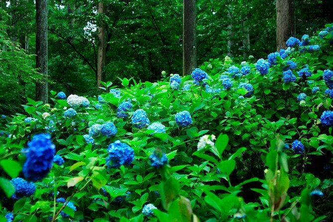 Arashiyama Sanzen-In Temple & Sagano Train Tour from Osaka - Authentic Insights from Reviews