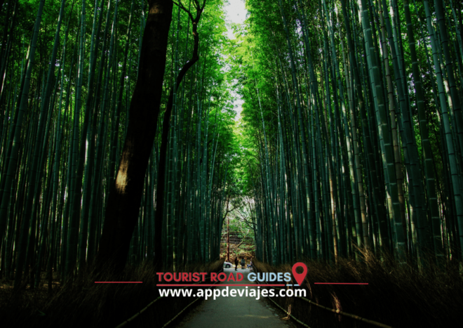 Arashiyama Self Guided Tour App Multilingual Audio Guide - Customer Reviews and Feedback