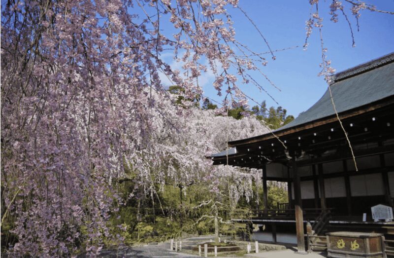 Arashiyama/Tenryu-ji Temple Guided Tour - Exploring the Tour: What to Expect