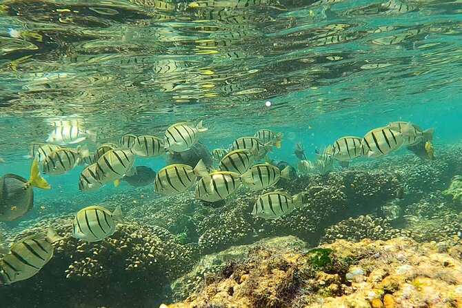 Arch of Cabo San Lucas Lands End Small-Group Snorkeling Tour - Customer Reviews