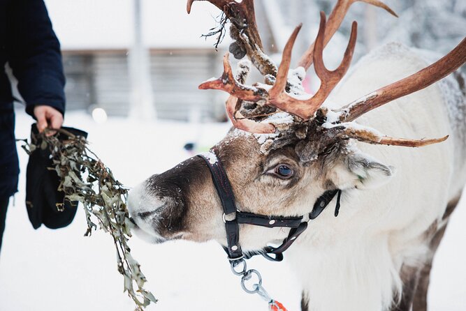 Arctic Circle Highlights Family Day By Minibus - Lapland: A Magical Family Adventure