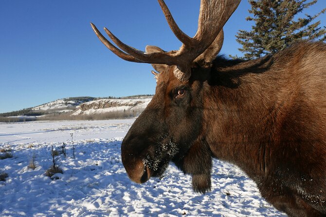 Arctic Day: Yukon Wildlife Half Day Viewing Tour - Traveler Photos