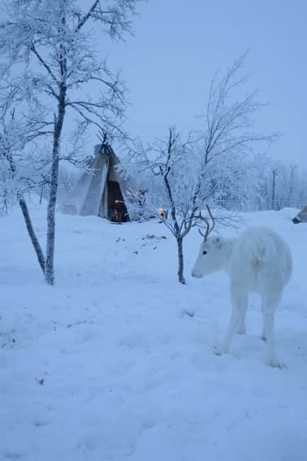 Arctic Dream - Snowmobile Safari to Lapland Viewpoint - Who Will Love This Tour?