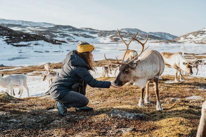 Arctic Fjords and Reindeer Experience – Small Group Tour - - Traveler Photos and Reviews