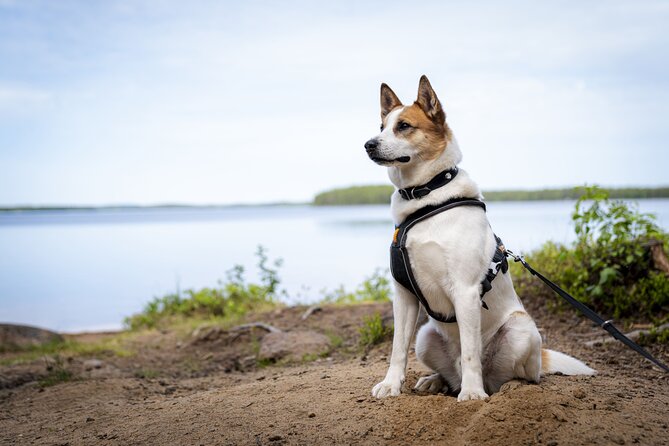 Arctic Hiking With Lappish Dogs - Choosing the Right Lappish Dogs