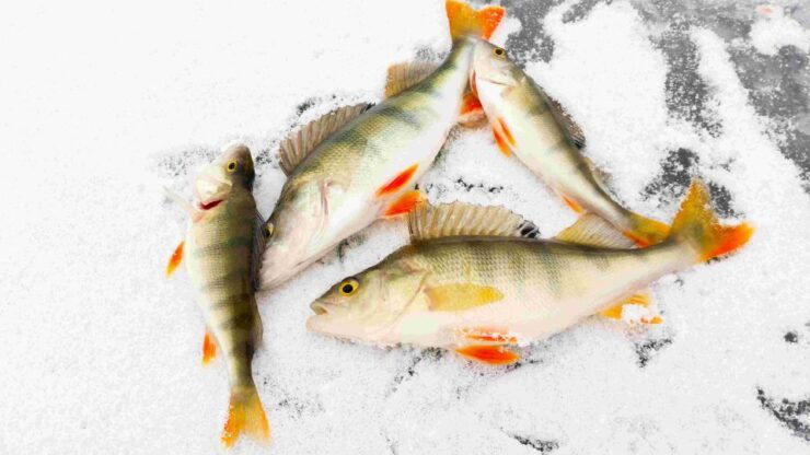 Arctic Ice Fishing by Snowshoe - Booking Details