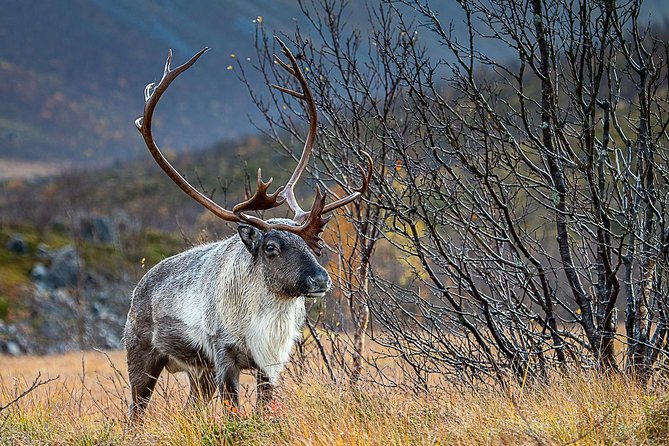 Arctic Nature Tour From Tromsø by Minibus - Accessibility and Health Considerations
