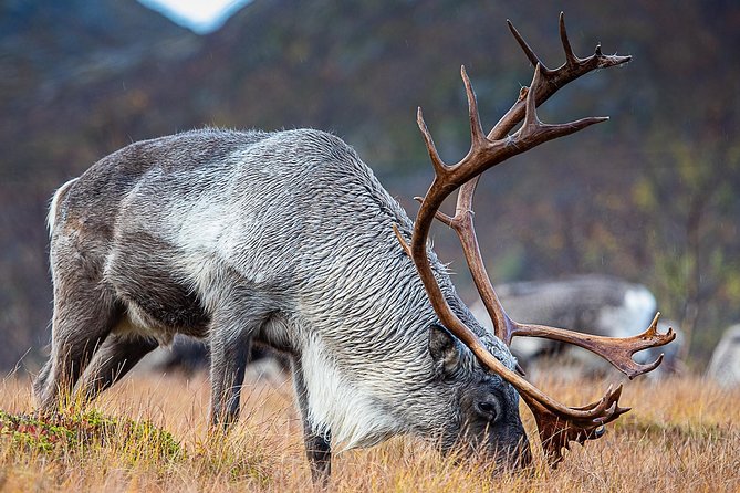 Arctic Nature Tour From Tromsø by Minibus - Cancellation Policy and Refunds