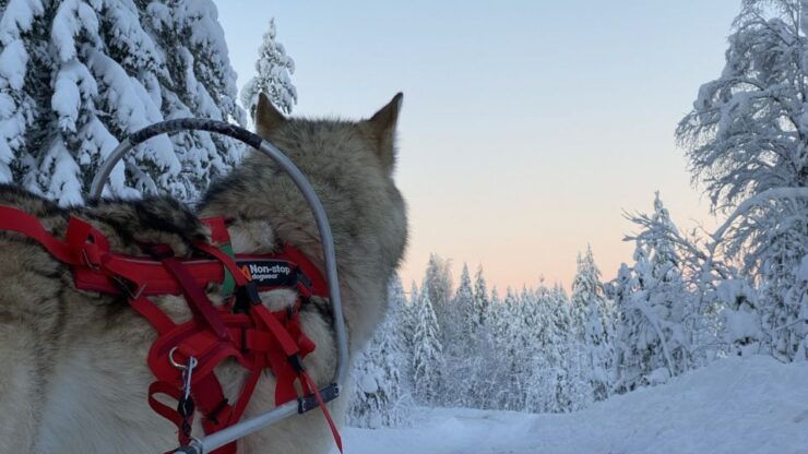 Arctic Wolf Extreme - Activity Details