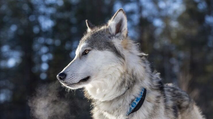 Arctic Wolf Extreme - Experience Highlights