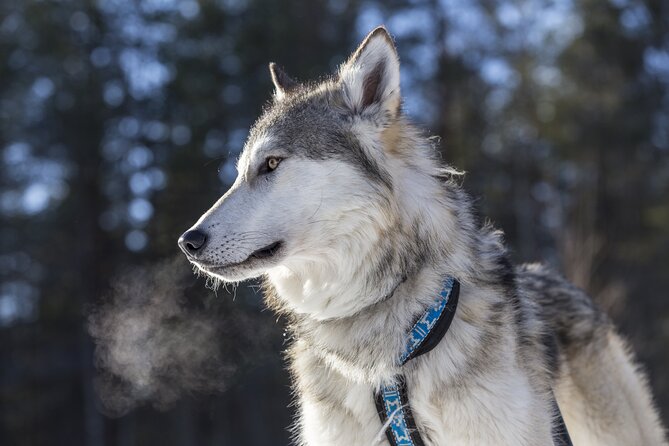 Arctic Wolf Extreme - Meeting Point and Start Time