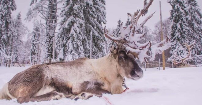 ARCTIC ZOO TRANSFER - How to Book
