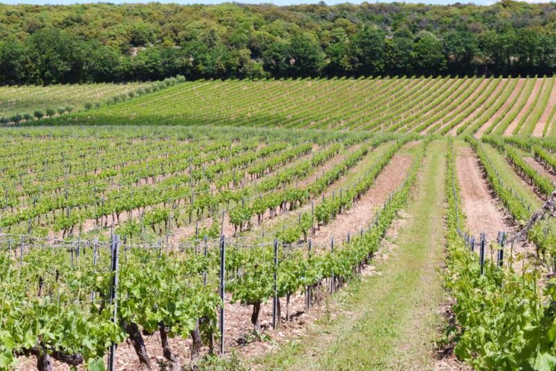 Ardèche: Cellar tour and tasting of our range - Final Thoughts