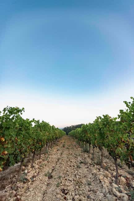 Ardèche: guided tour of our wine estate with tasting - Final Thoughts