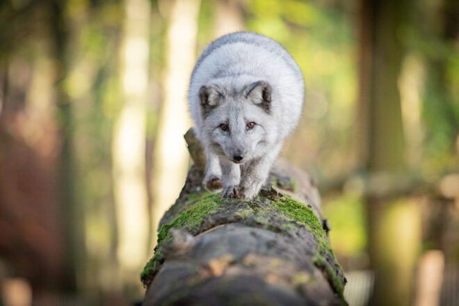 Ardennes: Caves of Han & Wildlife Park Bundle Entry Ticket - UNESCO Geopark Exploration