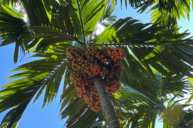 Areca Plantation Walk & Heritage Home Visit at Areca County - Customer Reviews